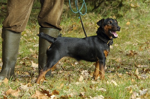 Deutscher Jagdterrier bei einer Jagd