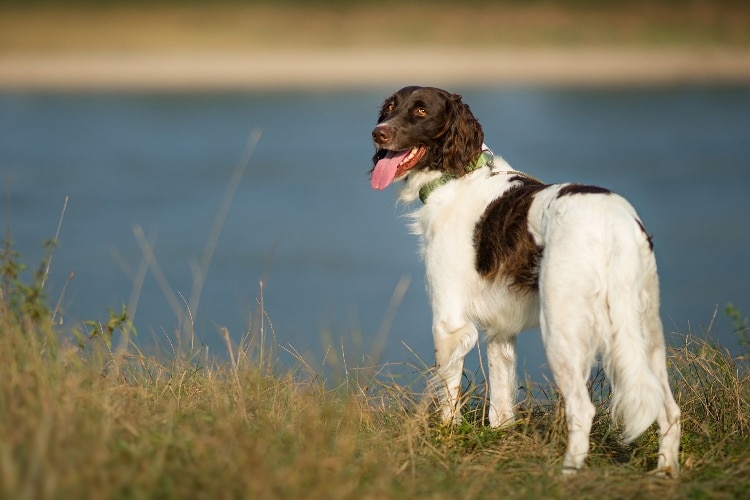 Kleiner Münsterländer steht am Wasser