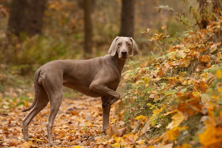 Weimaraner steht im Wald