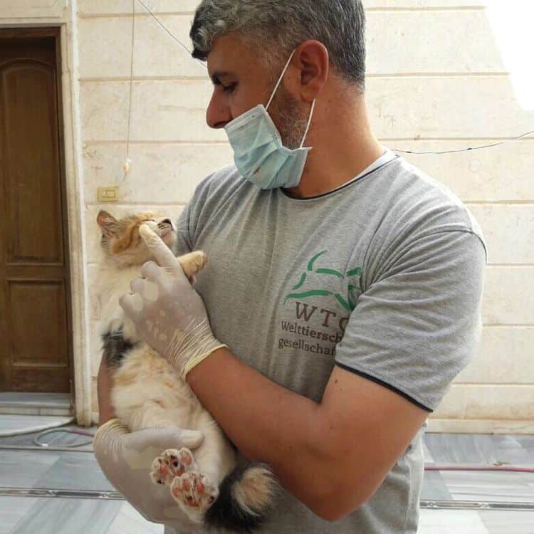 Tierarzt in Syrien behandelt Katze.