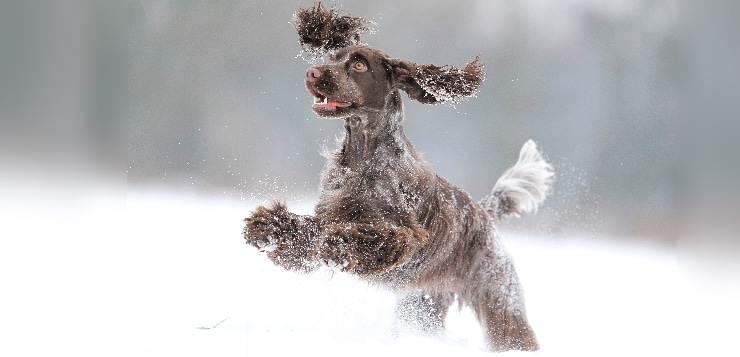 Cocker Spaniel im Schnee