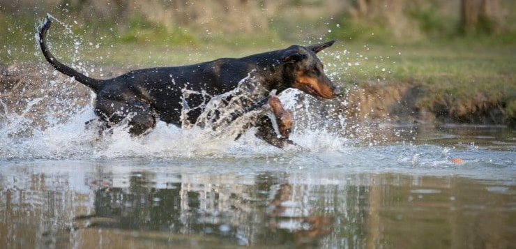 Dobermann rennt im Wasser