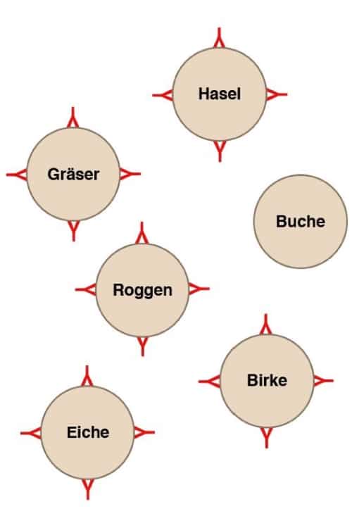 Zellen des Immunsystems binden sich an Proteine