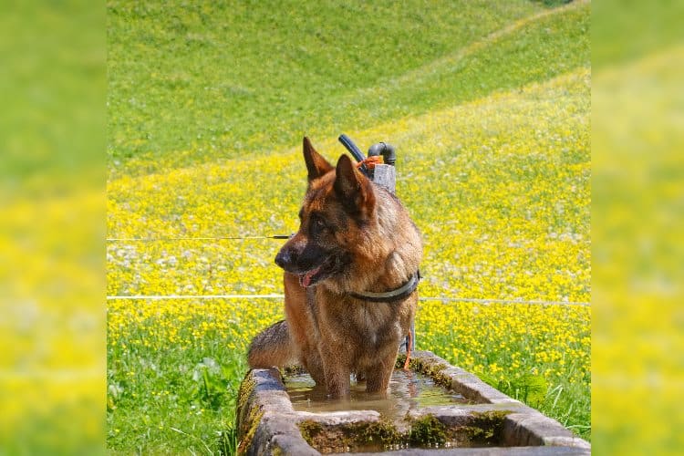 Schäferhund im Wassertrog