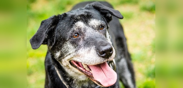 alter Hund mit grauem Gesicht