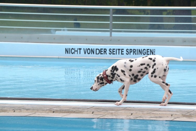 Dalmatiner geht am Beckenrand entlang