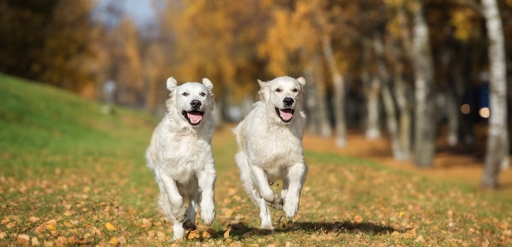 Zwei Retriever rennen im Herbst über eine Wiese