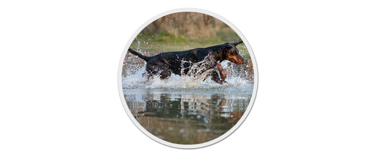 Ein Dobermann rennt durch Wasser, das dabei hochspritzt.