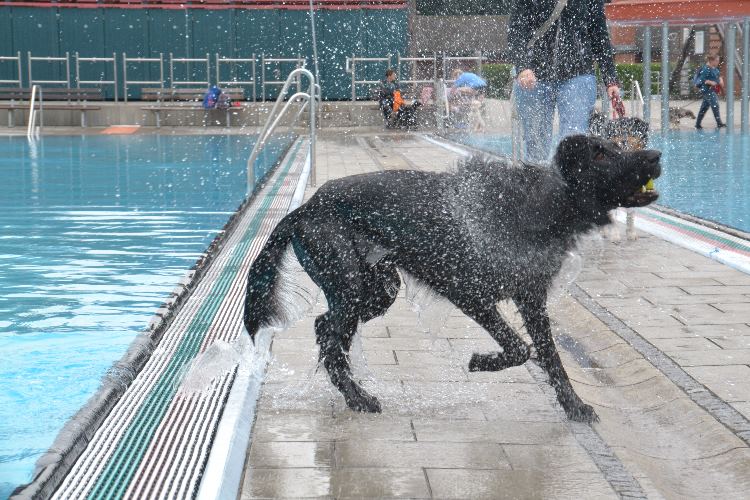 Hund im Freibad schüttelt sich.