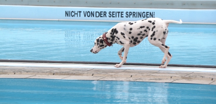 Dalmatiner läuft im Schwimmbad am Beckenrand entlang