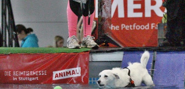 Dog Diving auf der Animal in Stuttgart