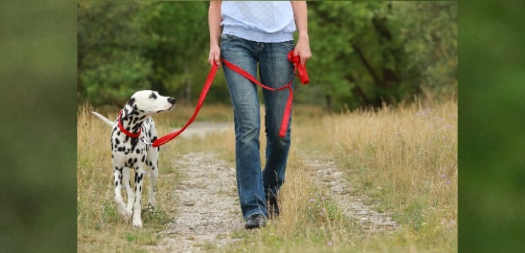 Mensch geht mit angeleintem Hund spazieren