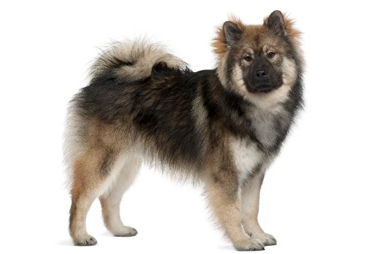 Eurasier auf weißem Hintergrund