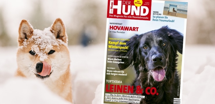 Ausgabe 3/19 von DER HUND