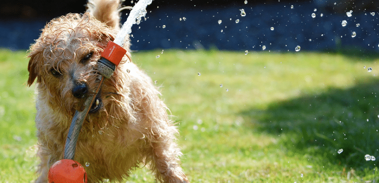 Hund spielt im Garten