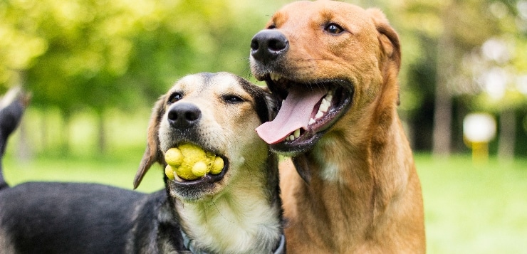 Zwei Hunde spielen gemeinsam im Park