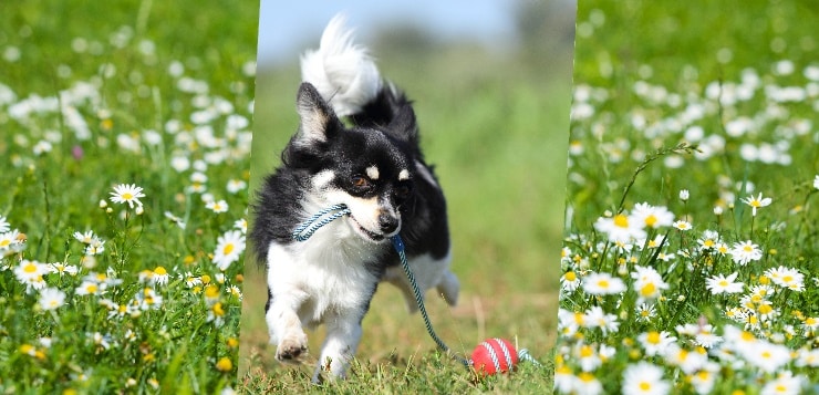 Chihuahua läuft auf Kamera zu und trägt Kordel mit einem Ball daran im Fang