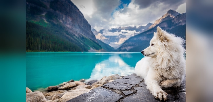 Hund liegt an Bergsee