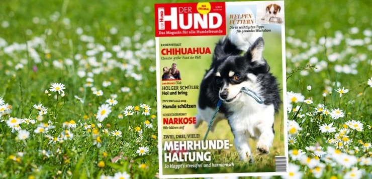 Covermotiv Chihuahua auf Hintergrund einer blühenden Wiese