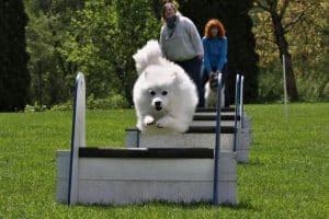 Ein Japanspitz springt über Flyball-Hürden