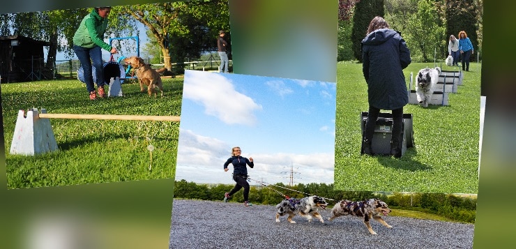 Agility, Canicross, Flyball