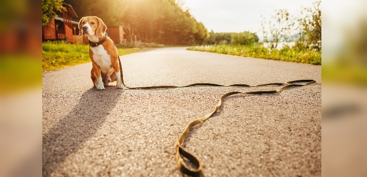 Angeleinter Beagle sitzt auf Weg