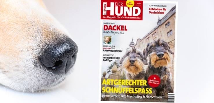 Cover der Ausgabe 8/19 von DER HUND