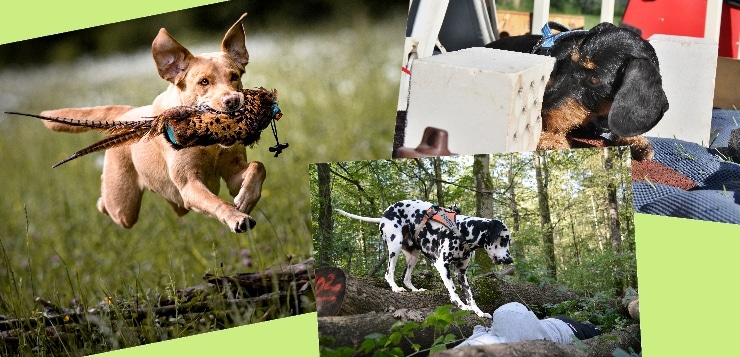 Hundesportarten - Nasenarbeit