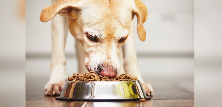 Hund frisst aus Napf