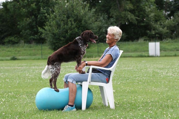 Kleine Münsterländer-Hündin balanciert auf Gummi-Erdnuss