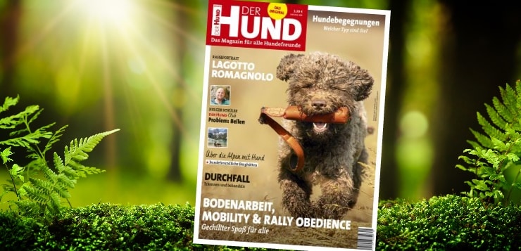 Lagotto Romagnolo, Cover DER HUND 9/19