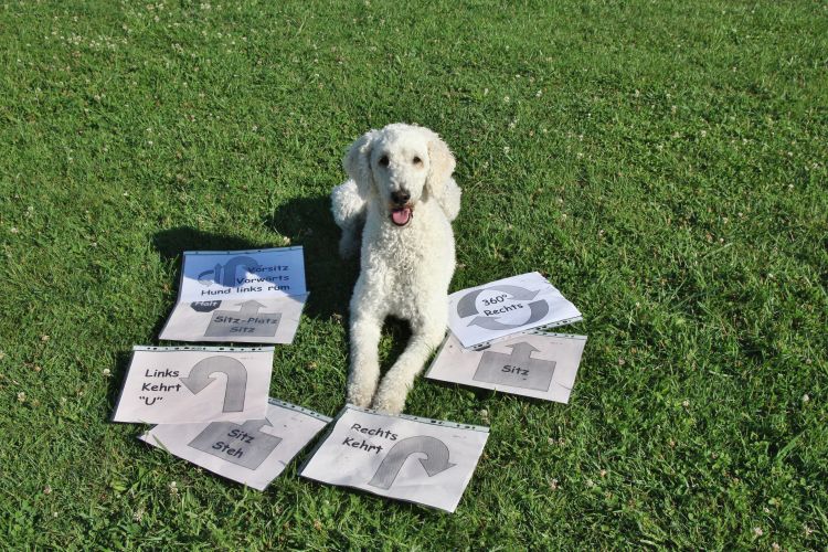 Pudel-Hündin liegt auf Wiese, umgeben von Rally-Obedience-Schildern