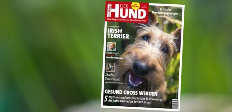 Cover der Ausgabe 10/19 von DER HUND