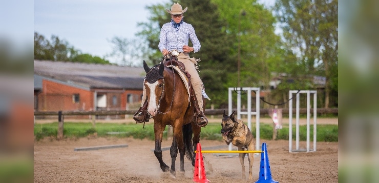 Reiterin mit Pferd und Hund im Parcours