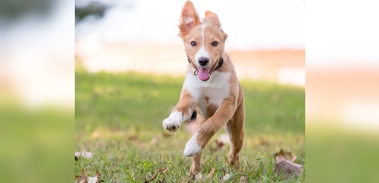 junger Hund rennt auf Wiese