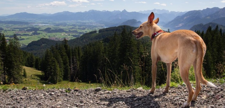 Im Herbst mit dem Hund unterwegs