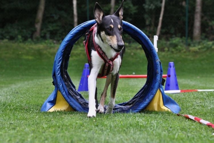 Collie geht durch Agility-Tunnel