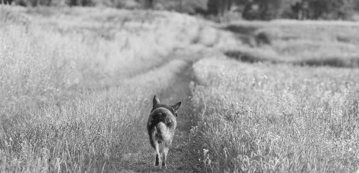 Hund geht auf Wiesenweg entlang