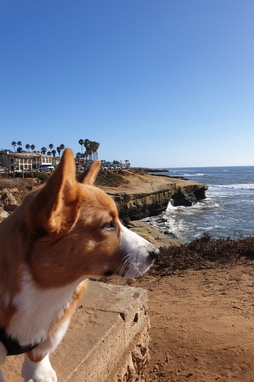 Corgi am Meer