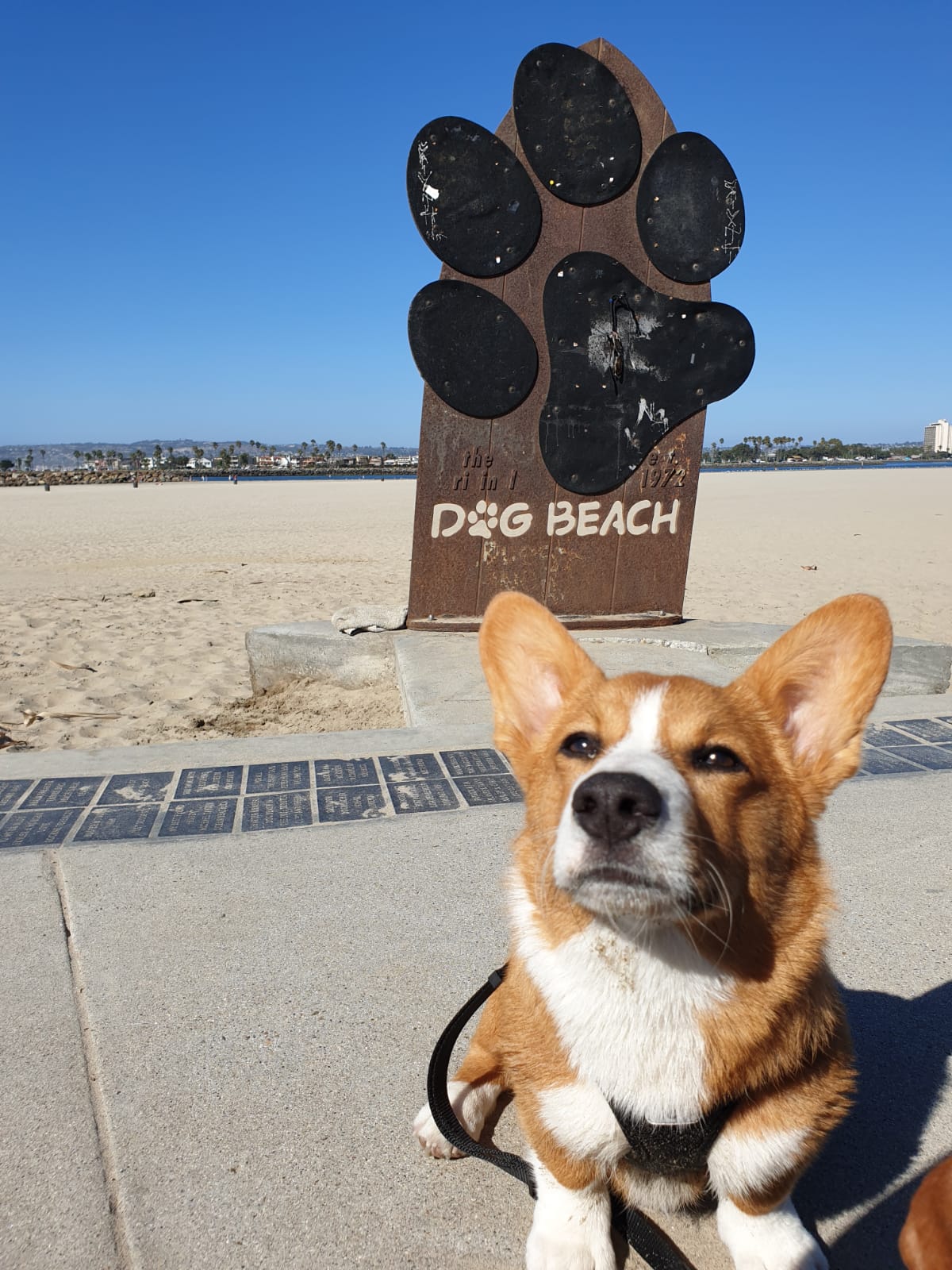 Corgi am Hundestrand in den USA