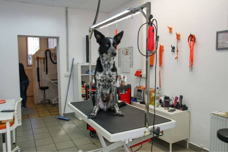 Podenco-Mix sitzt auf Tisch in Fellsalon