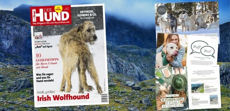 Das Cover der Ausgabe 3/20 von DER HUND