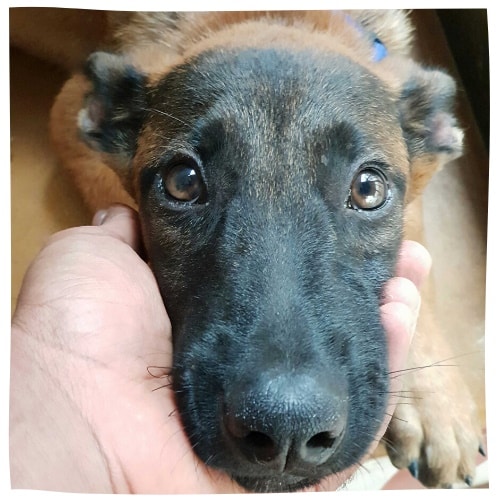 junger Malinois