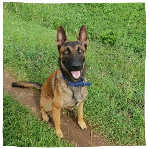 Malinois sitzt auf Wiesenweg