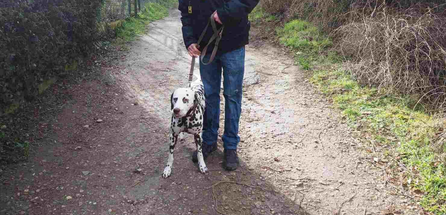 Dalmatinerhund beim Spaziergang auf Feldweg