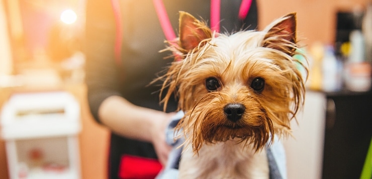 Yorkshore Terrier wird im Hundesalon abgetrocknet