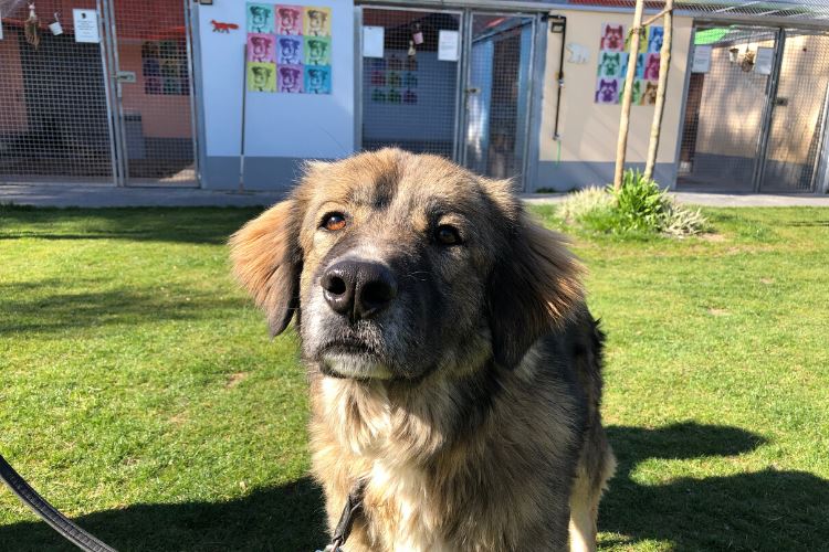 Tierheim Viernheim Unterbringung Hunde