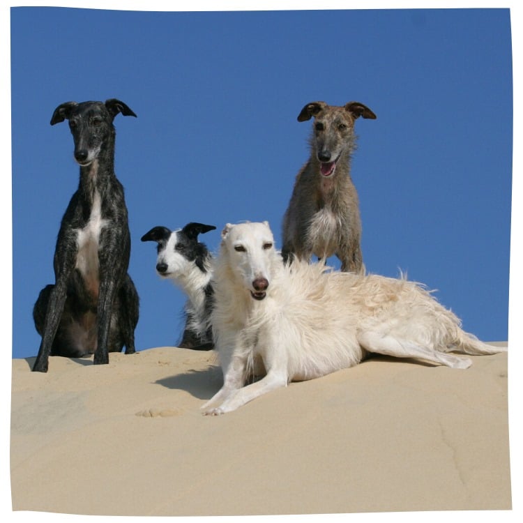 Galgos mit unterschiedlichen Fellfarben sitzen und liegen auf Sand