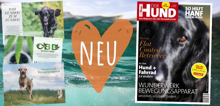 Ausgabe 08/20 von DER HUND