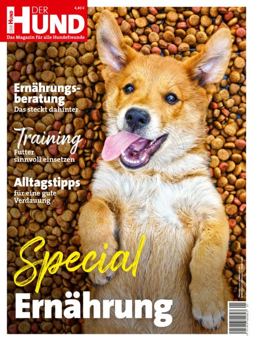 Cover DER HUND Special Ernährung 2021, ein satter junger Hund liegt auf dem Rücken und schaut in die Kamera